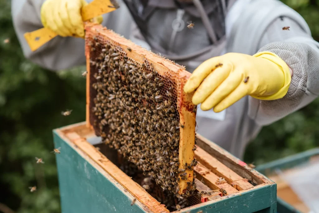 Imker holt Bienen aus einem Bienenstock heraus