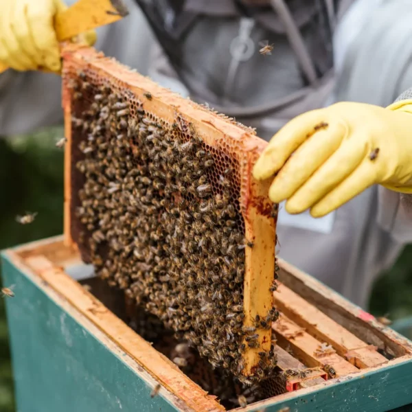 Imker holt Bienen aus einem Bienenstock heraus