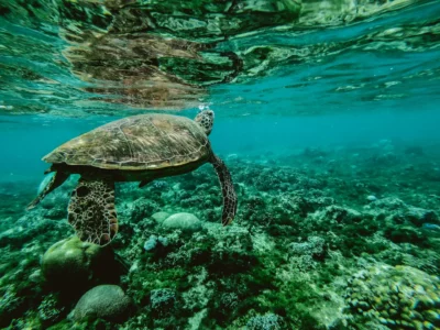 Schildkröte Unterwasser fotografiert, unter ihr sind Korallen