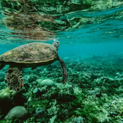 Schildkröte Unterwasser fotografiert, unter ihr sind Korallen
