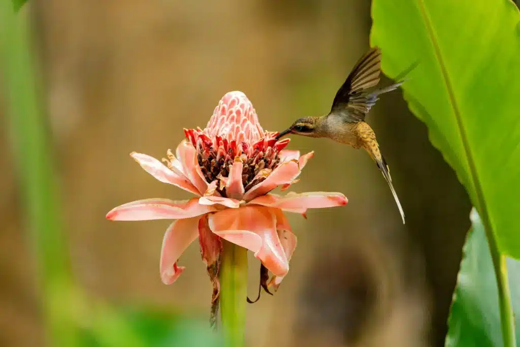 Vogel schwebt neben einer Blüte
