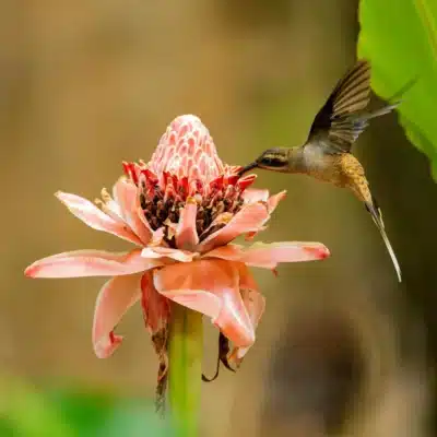 Vogel schwebt neben einer Blüte